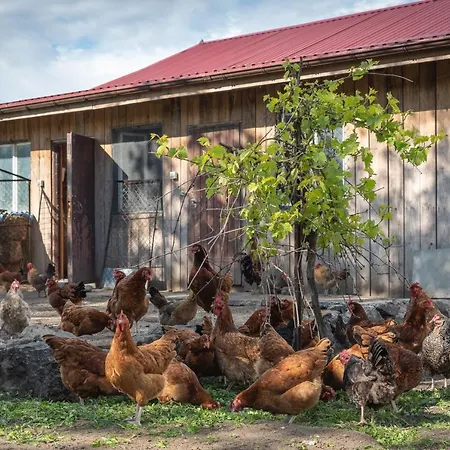 Tatil Evi Agroturystyka Gawrys Drewniany Domek Sasino